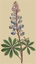 wild lupine